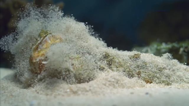 Большой Барьерный риф, Коралловые острова – 03 часть смотреть онлайн