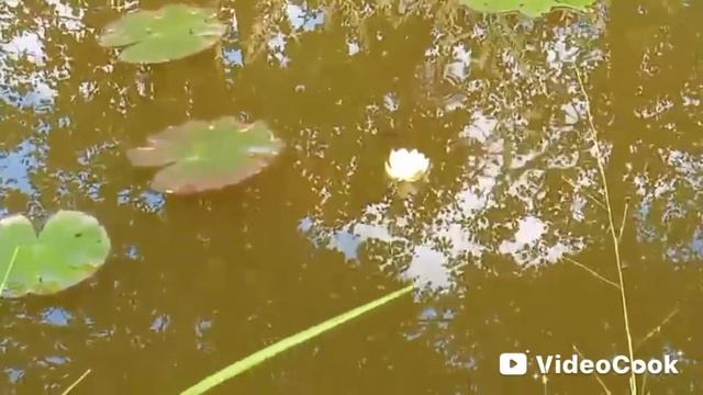 Кувшинка ожила смотреть онлайн