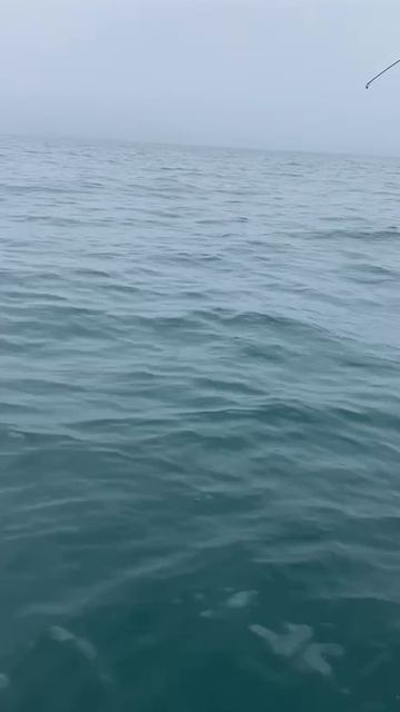 Ловим мерланга в Адлере. смотреть онлайн