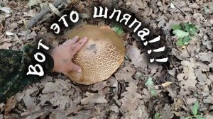 Грибник в шоке