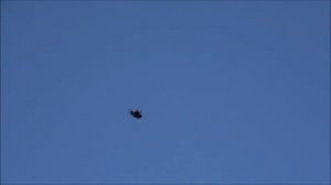 Голуби серпастые 26 и 27 06 вечерком.