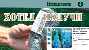 Как обманывают продавцы хвойных растений на маретплейсах