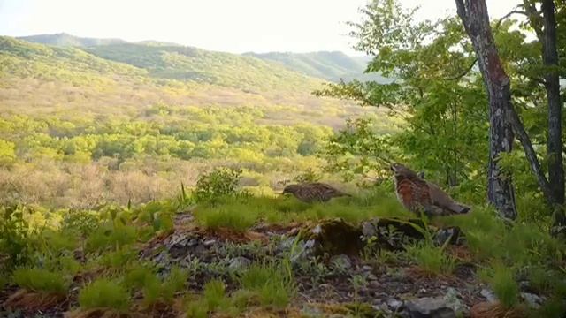 Ты где? Я тут! — трогательные переклички рябчиков в лесу смотреть онлайн