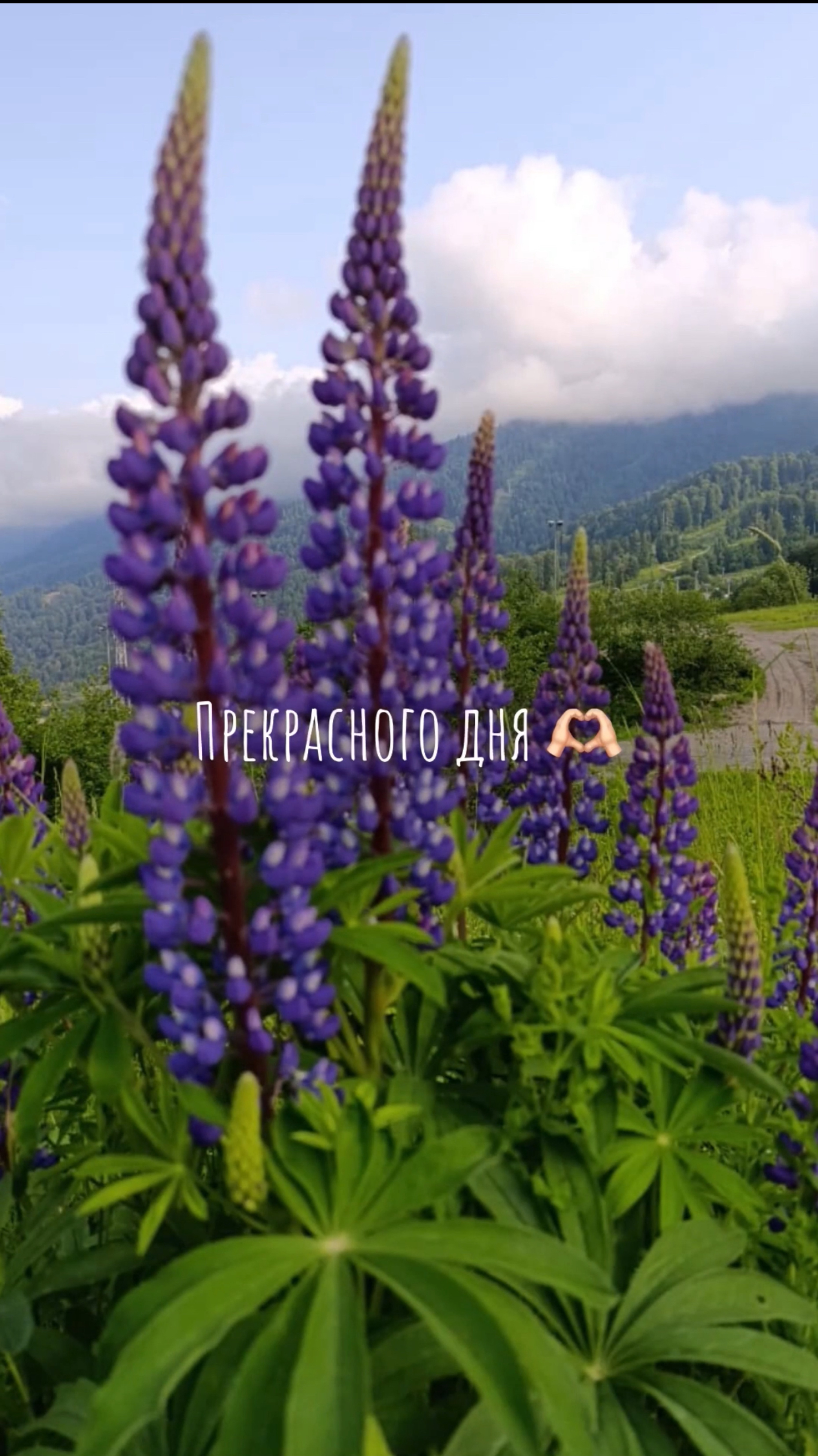 Прекрасного дня, 🥰 мои дорогие подписчики