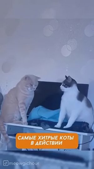 Это был не я, честно! — Убойная нарезка кото-подстав 😹