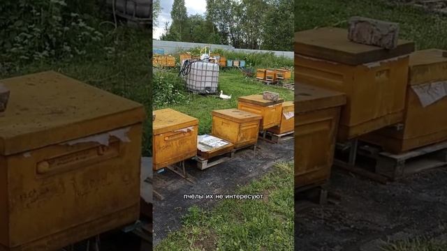 гуси на пасеке, но есть минус #пасека #пчеловодство #гуси #птицеводство #фермерство #сельхоз #фермер