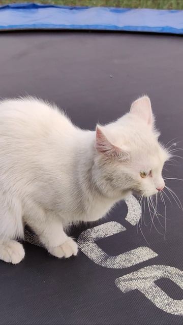 Кошка с детьми играет на батуте. #шорты 4k смотреть онлайн