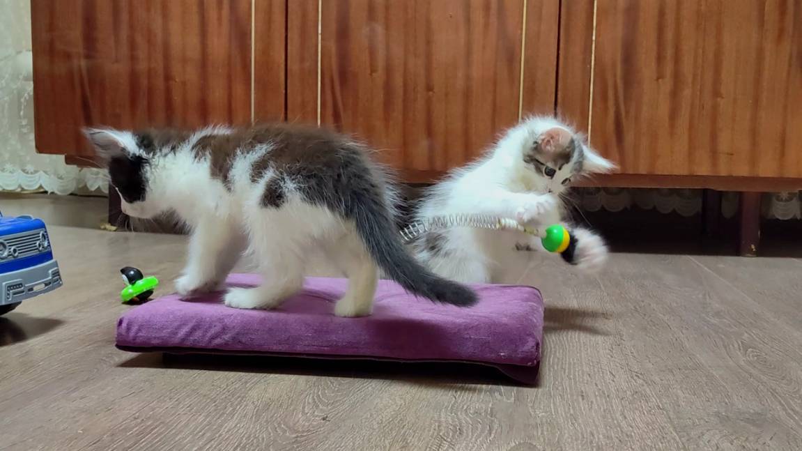 Самодельная игрушка для котенка 2. Милые кошачьи семена. смотреть онлайн