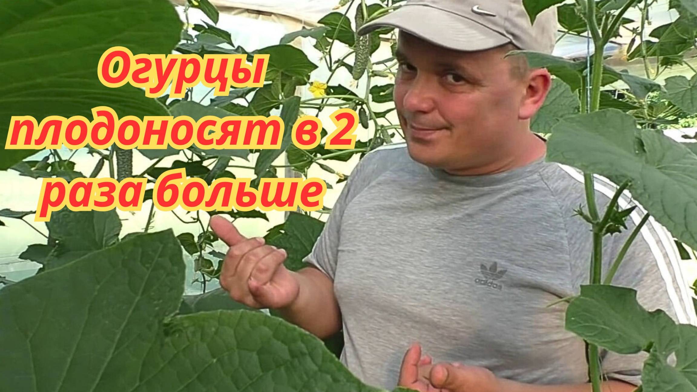 Как обрезать огурцы, чтобы собрать вдвое больше. смотреть онлайн