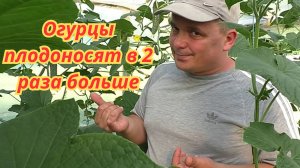 Как обрезать огурцы, чтобы собрать вдвое больше.