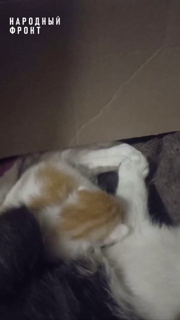 боевой товарищ