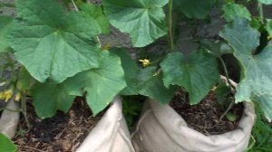 Огурцы🥒 Огурцы в мешках 🥒 Посадка Огурцов в открытый грунт 🥒 Супер Способ посадки