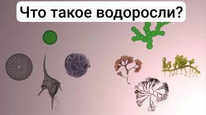 Что такое водоросли и как они появились?