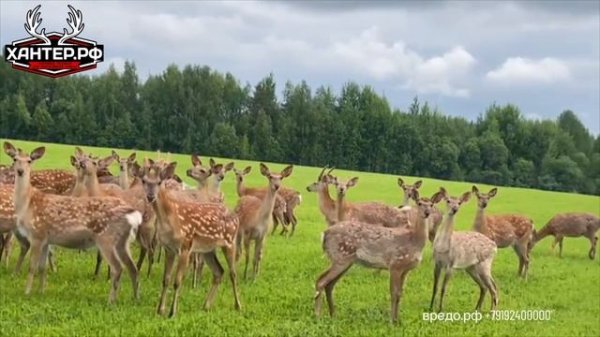 Улучшение пастбища оленей луговая сеялка Vredo и семена HUNTERSEED травосмеси, дичеразведение