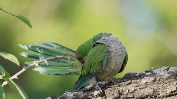 TumaniYO feat. HLOY - Rainy Day