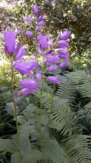 КОЛОКОЛЬЧИК СИНИЙ ШИРОКОЛИСТНЫЙ