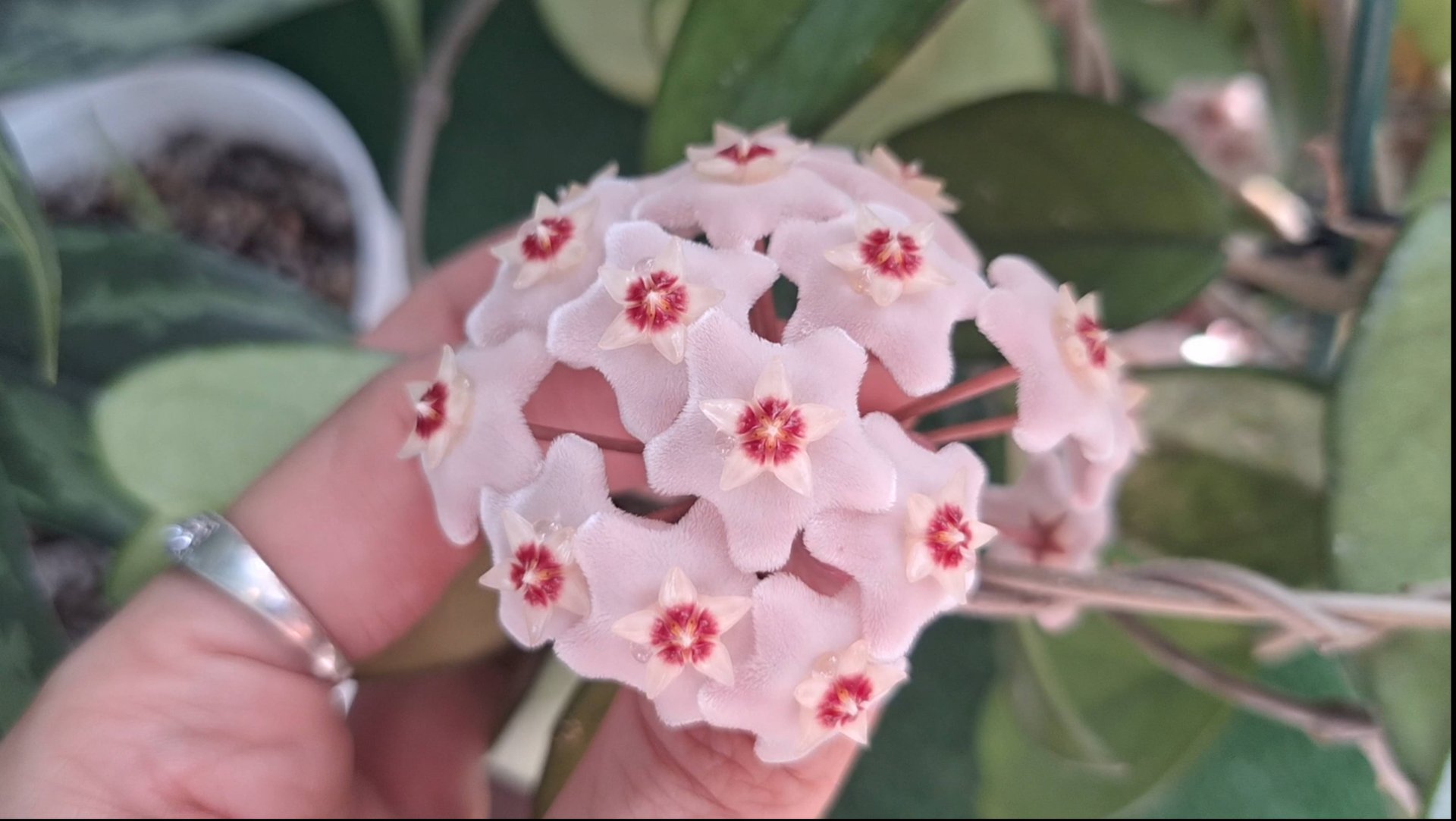 Мои хойи, цветение хойи карнозы смотреть онлайн