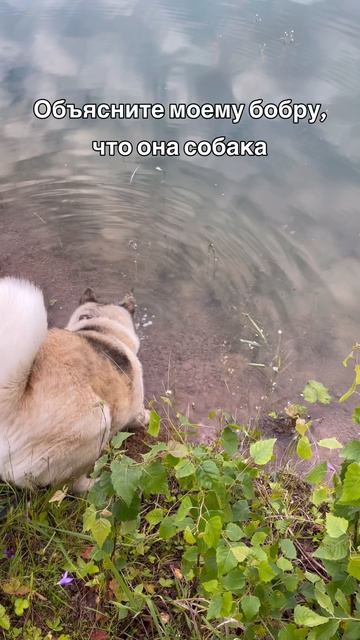 Скажите моему бобру, что она собака :)