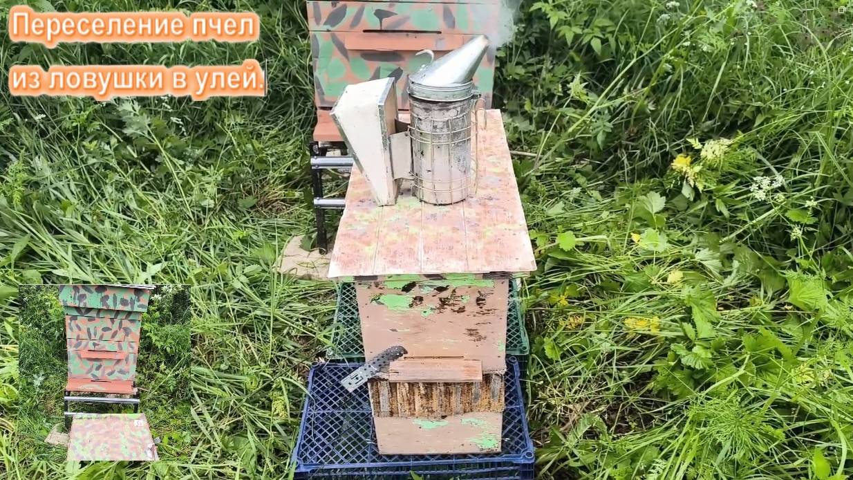 Переселение роя пчёл из ловушки в улей. Как пересадить рой пчёл с ловушки в улей #пчёлы # рой_пчёл смотреть онлайн