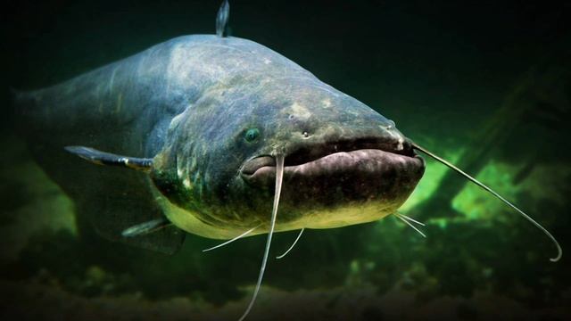 Лось. или же. Кинокомпания,, Сила Леса