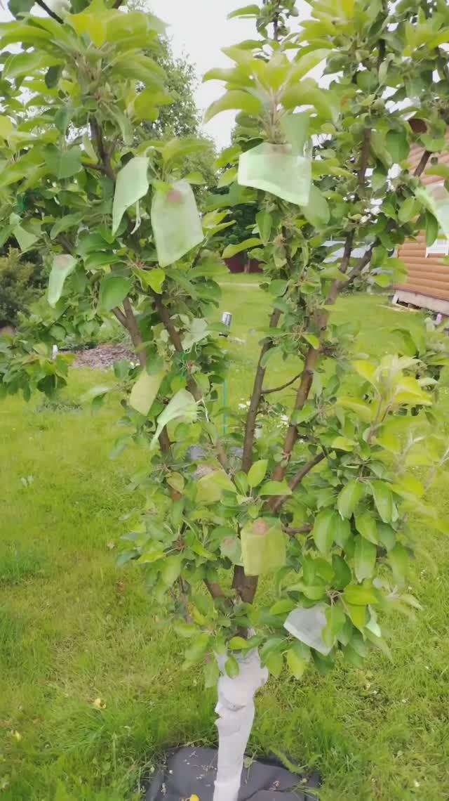 Надёжная защита плодов от птиц и насекомых.