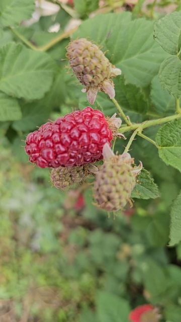 Ежемалина Тайберри смотреть онлайн