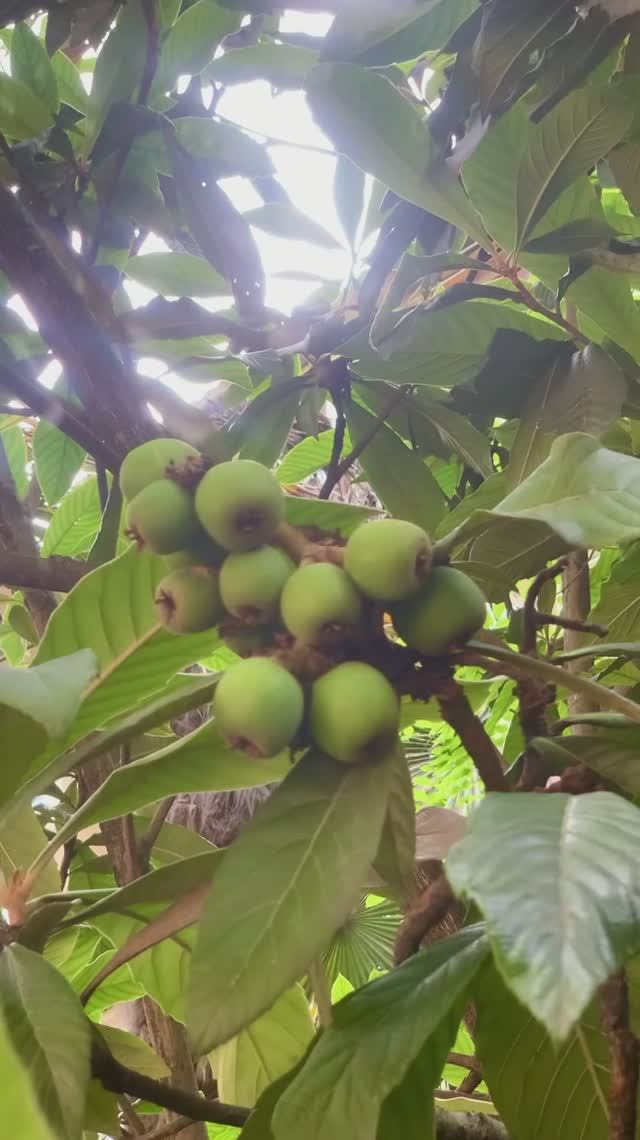Сочная и сладкая мушмула поспела! ☀️