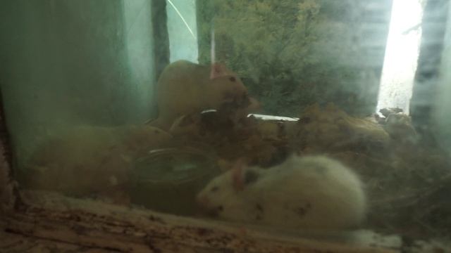 юные натуралисты