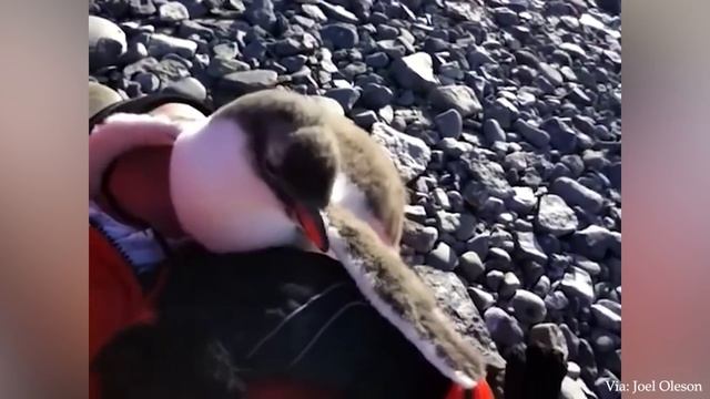 Когда Животные своим милым Поведением демонстрируют любовь к человеку смотреть онлайн