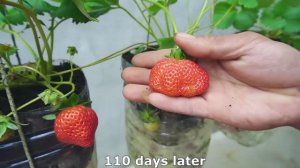 Как вырастить клубнику дома