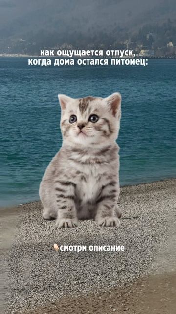 Как не переживать за питомцев? смотреть онлайн