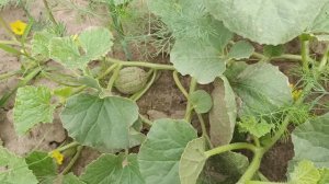 Формирование арбузов и дынь в открытом грунте