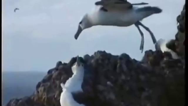 Tadeusz - song Albatros