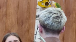 Попугайня, Красногорск, 01.2025