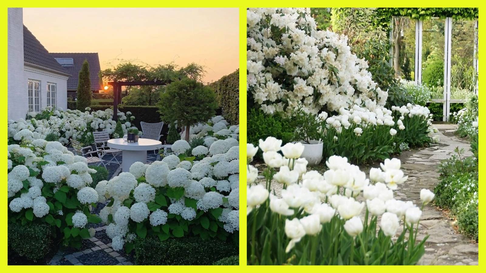 Дизайн клумбы в белом цвете 🌼