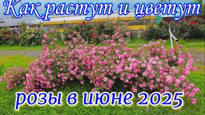 Обзор четырёх сортов роз.