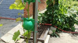 Воздушные отводки для саженцев винограда в конце июня, принцип установки формы, детали и сроки.