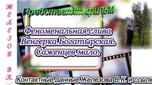 Феноменальная слива Венгерка Богатырская. Саженцев мало.