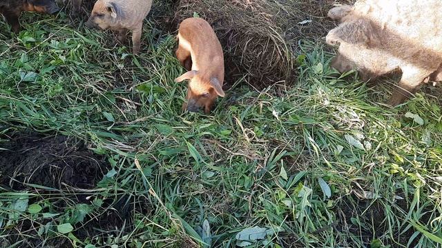 1000046525.mp4 смотреть онлайн