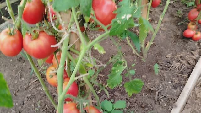 13.09.2024 Помидоры в теплице. Любуюсь . Жизнь в дероевне. архивное видео 2024 года смотреть онлайн