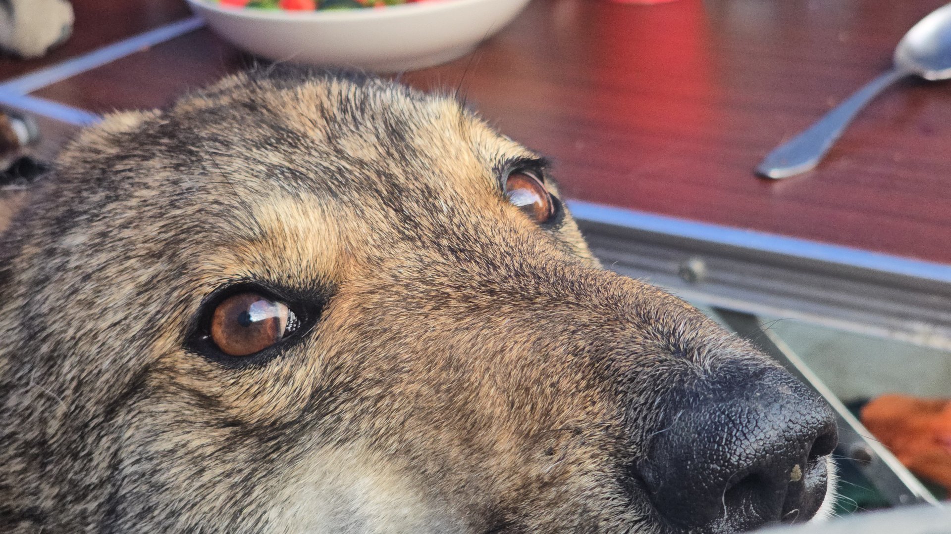 Утром с Каюром на чёрном море