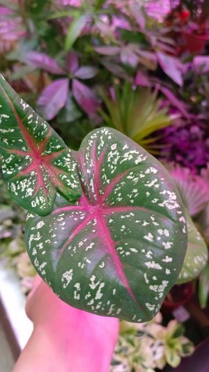 #shorts ✔️🌿Шикарные Цветочки в Лемана Про🌸июнь 2025