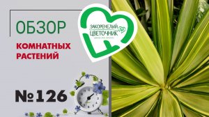 Обзор растений: фикусы, розы, аглаонемы, кампанулы, калатеи, лианы, папоротники, кактусы #126