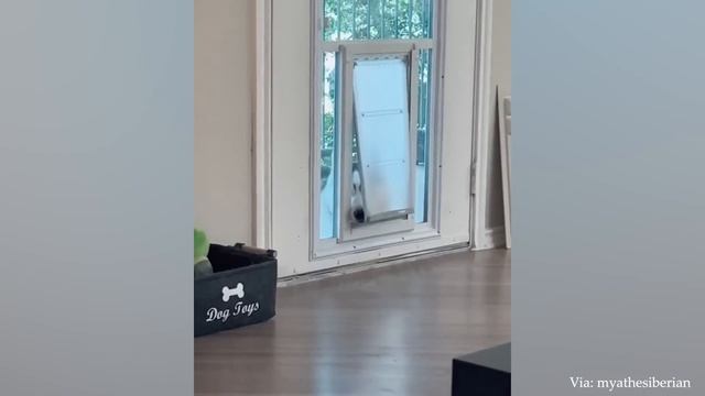 Когда ваша собака забавнее вас - Самые смешные животные 2023 смотреть онлайн