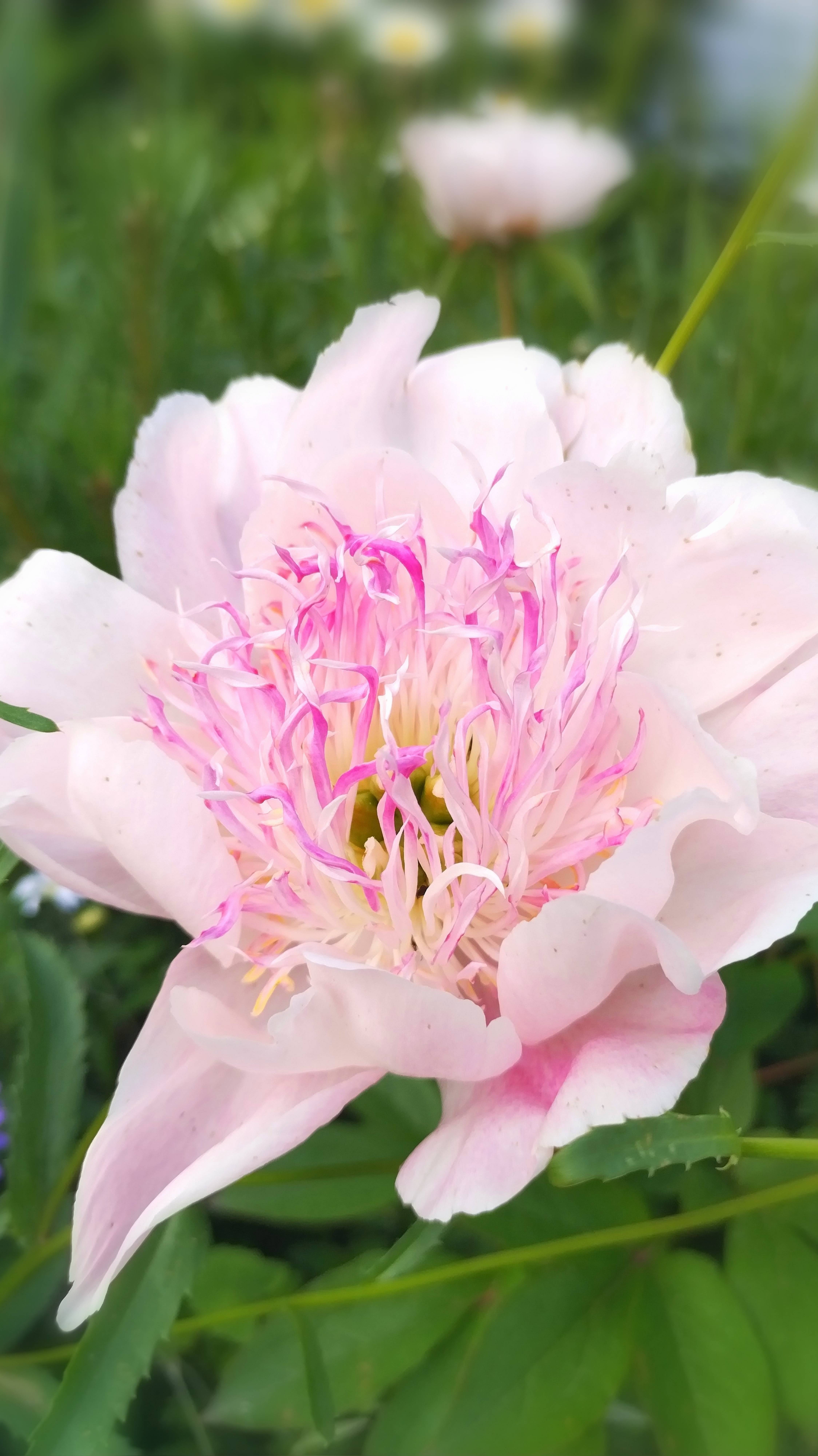 24 июня вечер, цветочки в моем саду.