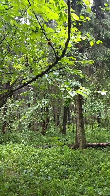 Птицы поют в лесу