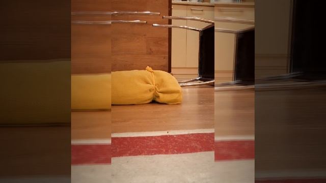 как сделать качели для котят? 😺🥰🤗 смотреть онлайн