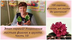100 сортов фиалок, от листа до цветения! Этап первый! Укоренение листьев фиалок в грунте. Часть 10!