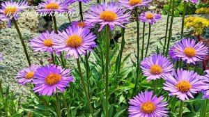 Идеальная красота (Ремейк). Усилитель женской красоты. Скрытые аффирмации. Саблиминал