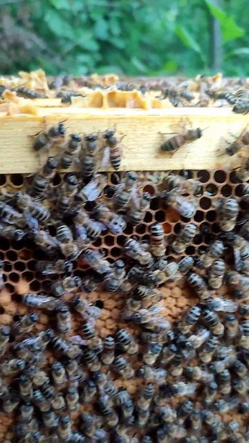 Карника Ф1 (Кирхайн Корнева) смотреть онлайн